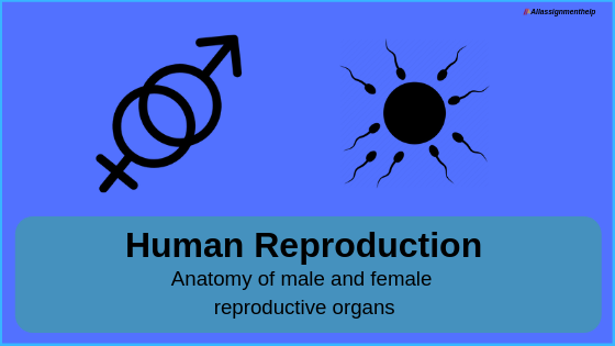 Reproductive System