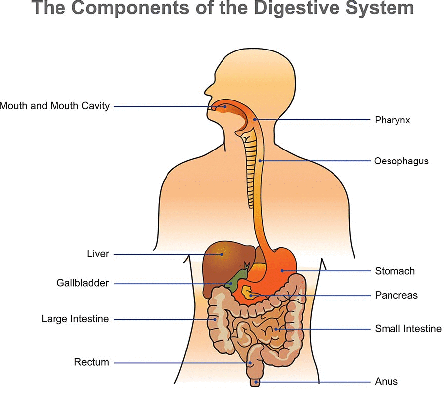 Digestive System
