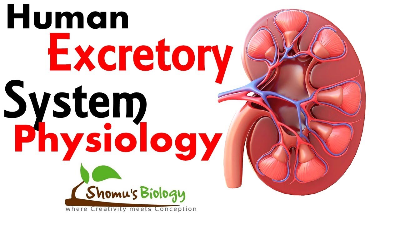 Excretory System