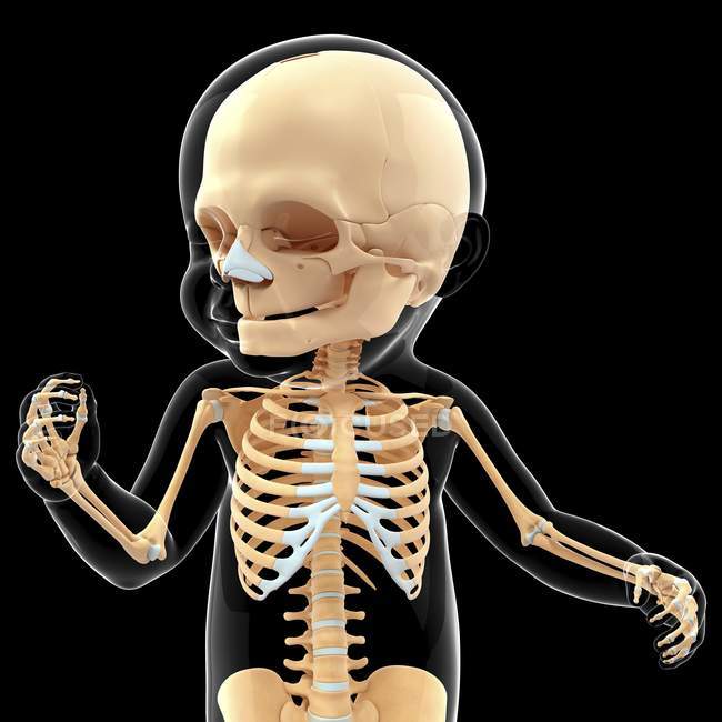 Skeletal System