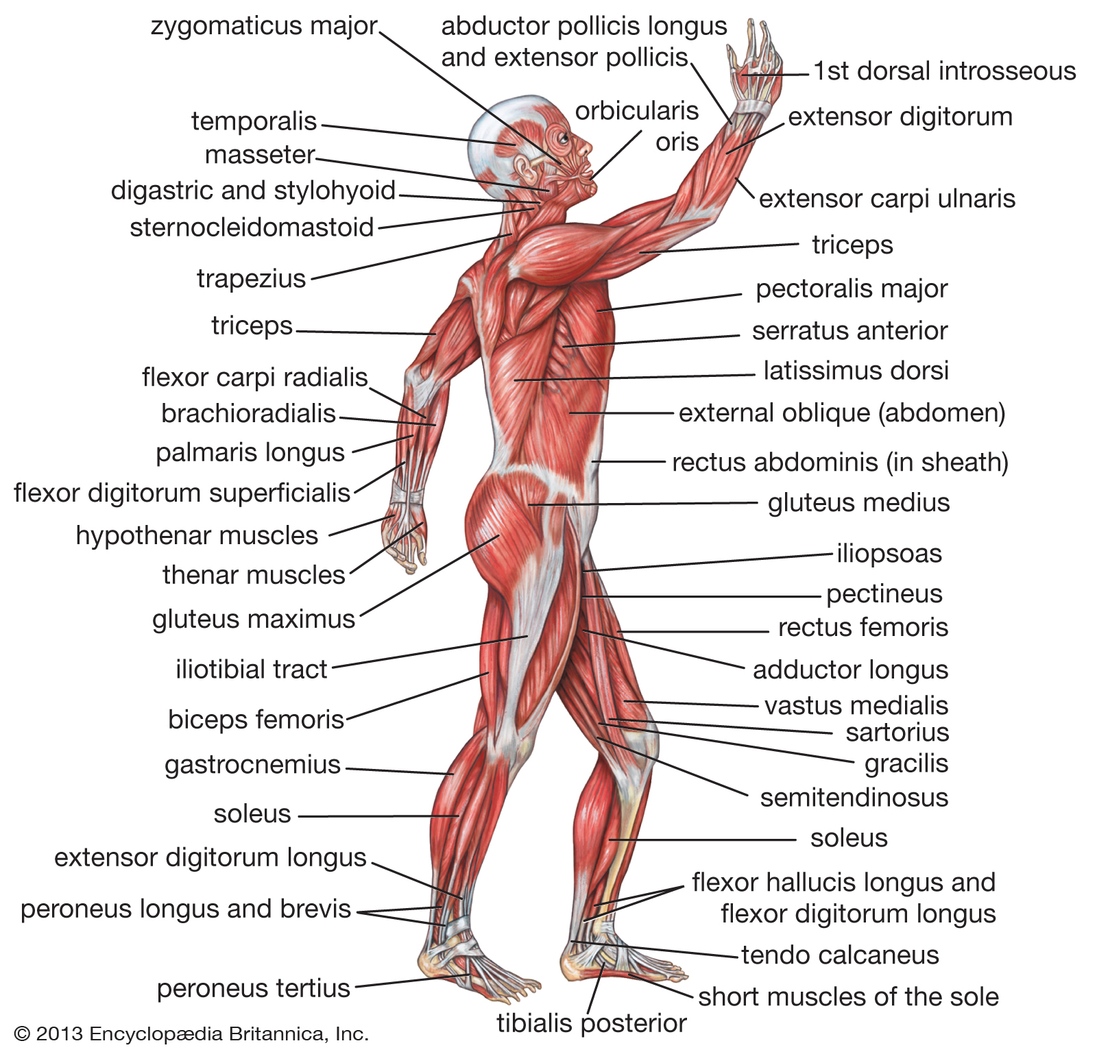 Muscular System